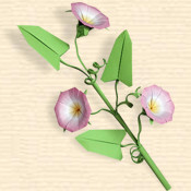 Convolvulus