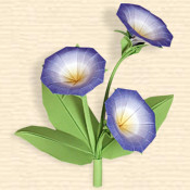 Convolvulus Tricilor