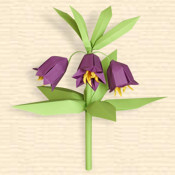 Fritillaria