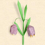 Fritillaria Meleagris