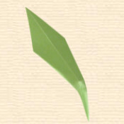 Linear Leaf