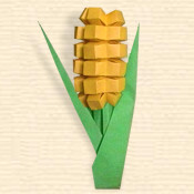 Maize