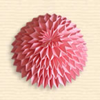 Chrysanthemum