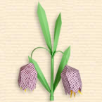 Fritillaria